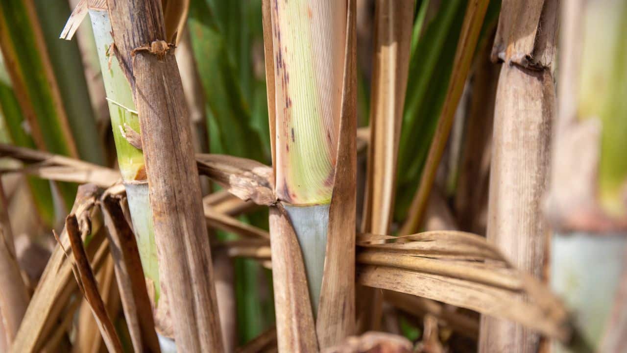 plantacao-cana-de-acucar-brasil-unica Cana-de-açúcar