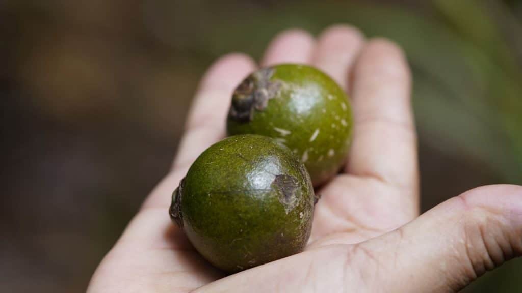 Fruto da macaúba